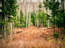 Sentier dans les bois